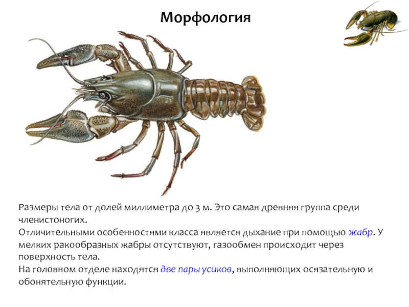 Класс ракообразные презентация