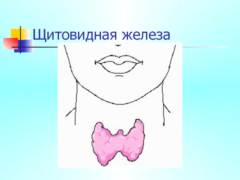 Железы секреции щитовидная железа. Расположение щитовидной железы на шее рисунок. Щитовидная железа у детей 13. Щитовидная железа пищеварительная система.