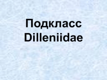 Подкласс Dilleniidae