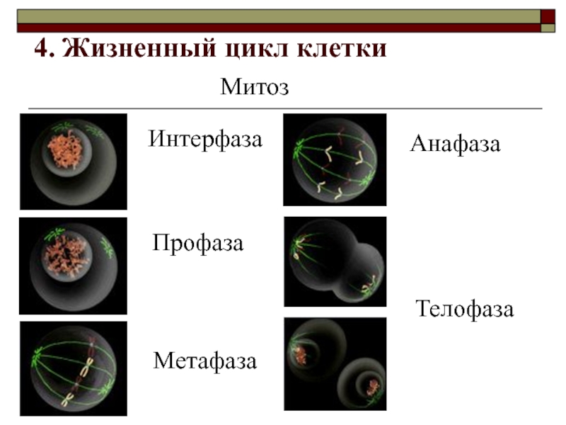 Жизненный цикл клетки презентация