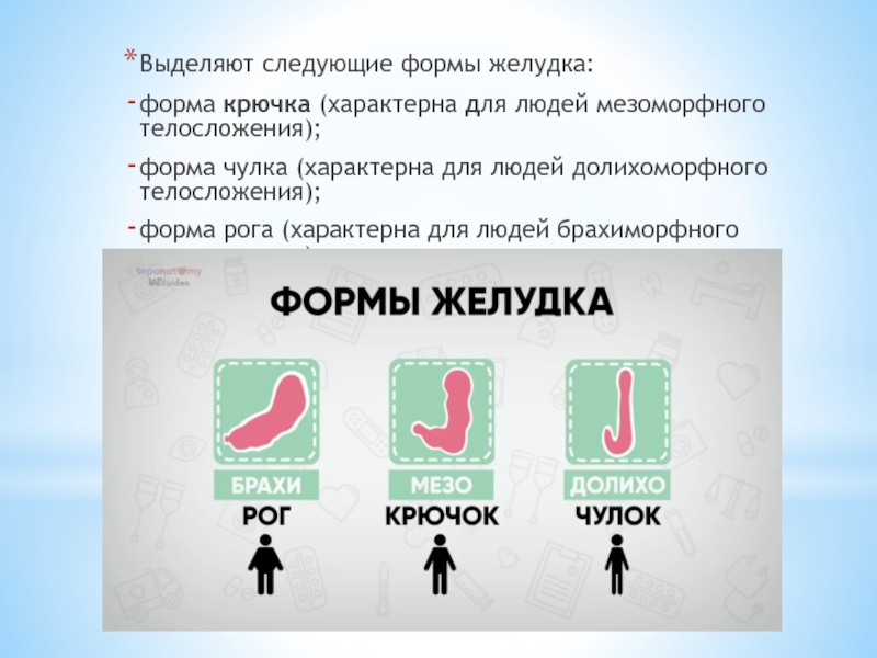 Следующую форму. Формы желудка и типы телосложения. Форма желудка характерная для людей. Характерная форма желудка для людей мезоморфного типа телосложения.