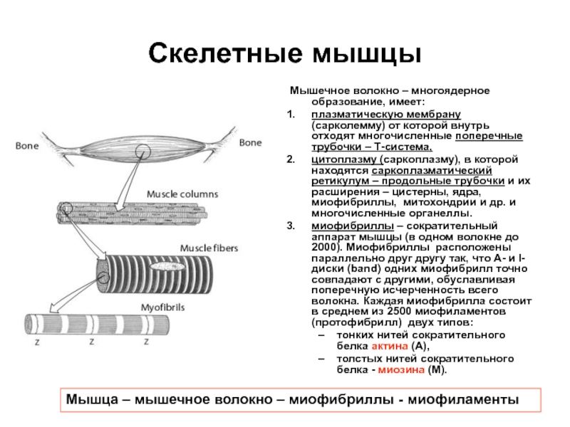 Основа скелетной мускулатуры составляют многоядерные волокна. L трубочки мышечного волокна. Структура мышечного волокна физиология. Физиология скелетных мышц физиология. Т-система мышечного волокна функции.