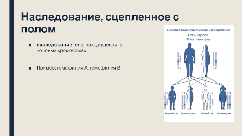 Наследование с полом. Наследование признаков сцепленных с полом примеры. Наследование сцепленное с полом Психогенетика. Примеры наследования Гена сцепленного с полом. Ген сцепленный с полом.