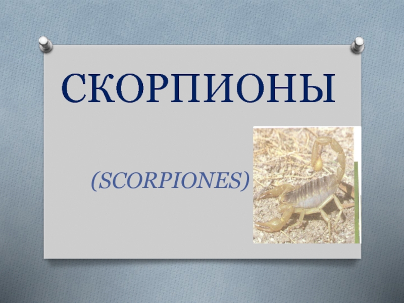 Презентация Скорпионы