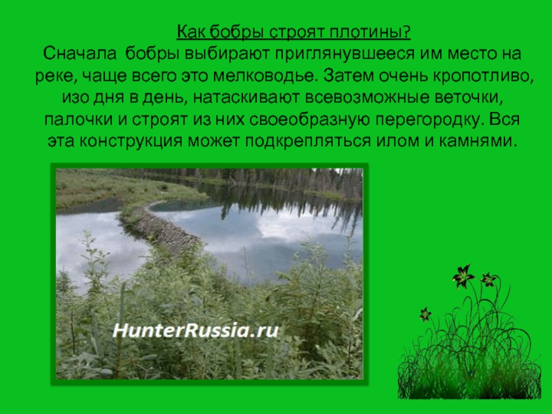 Зачем бобры. Зачем блбрв строя поатины. Зачем бобры строят плотины. Зачем бобра строят платины. Зачем бобры строят плот.