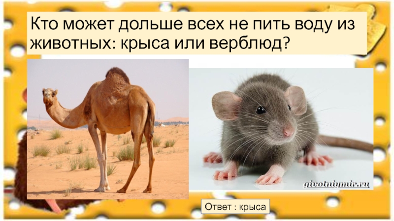 Кто может дольше всех не пить воду из животных: крыса или верблюд?Ответ : крыса