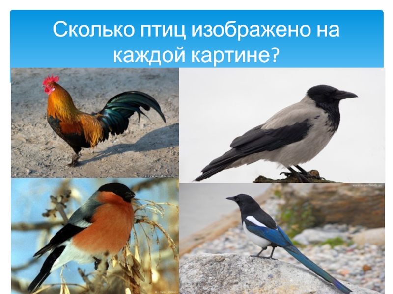 Сколько птиц в мире. Сколько птиц. Сколько птиц изображено. Сколько всего птиц в мире.