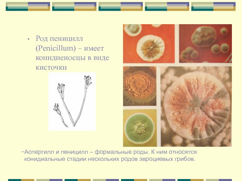 К продуцентам биоценозов относят гриб пеницилл. Род пеницилл. Гриб пеницилл систематика. Грибы рода пенициллиум вид. Род пеницилл вид.