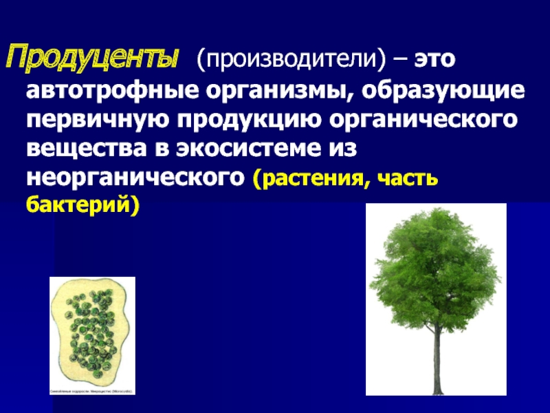 Организмы создающие органические из неорганических. Продуценты. Продуцент производитель. Организмы производители. Автотрофные организмы.