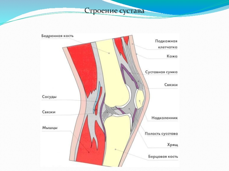 Коленный сустав строение фото с описанием. Строение коленной чашечки человека. Строение коленного сустава схема 1. Строение правого колена. Строение коленного сустава Сонин.