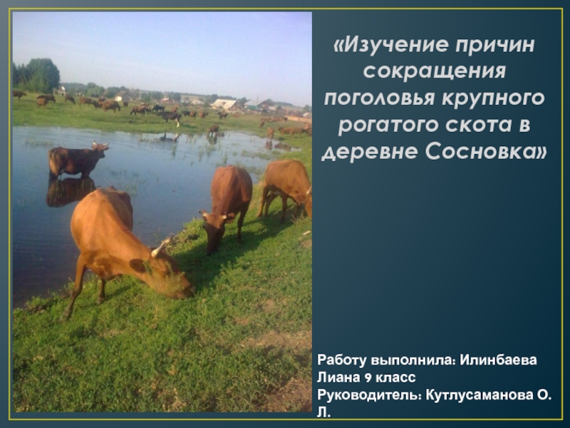 Изучение причин сокращения поголовья крупного рогатого скота в деревне Сосновка