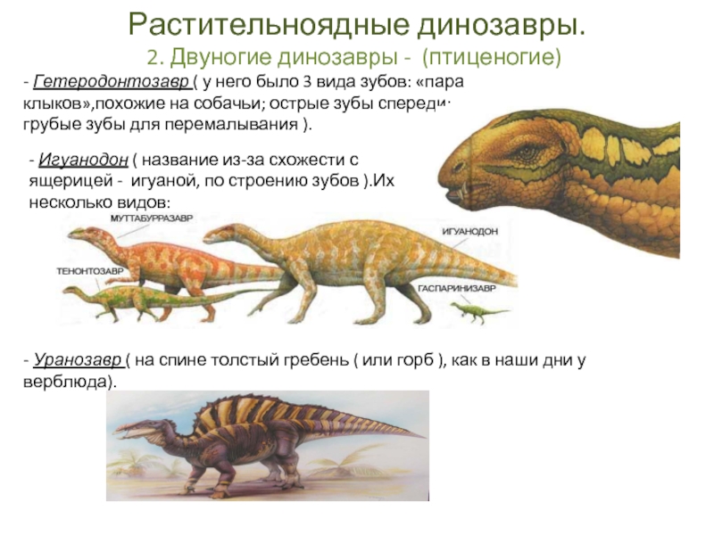 Растительноядные динозавры. 2. Двуногие динозавры - (птиценогие)- Гетеродонтозавр ( у него было 3 вида зубов: «пара клыков»,похожие