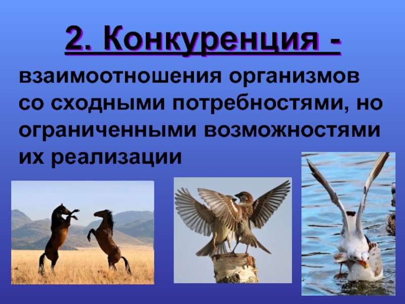 Взаимодействие организмов в природе. Конкурентные отношения. Конкурентные отношения в природе. Конкуренция взаимодействие.