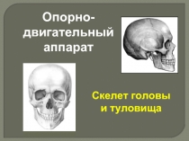 Опорно-двигательный аппарат - Скелет головы и туловища