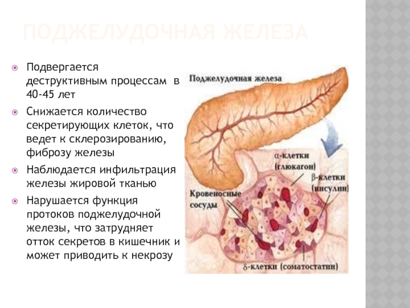 Тип желез поджелудочной железы. Поджелудочная железа процессы. Диффузные изменения поджелудочной железы. Жировая инфильтрация поджелудочной.