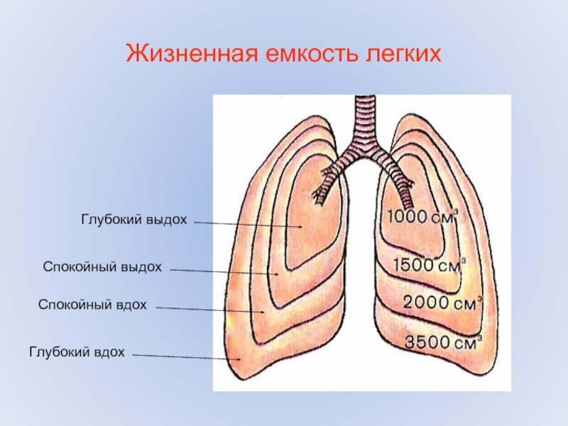 Жизненная емкость легких картинки