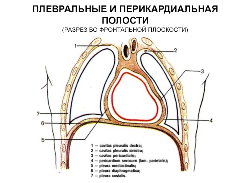 Синусы плевры картинка