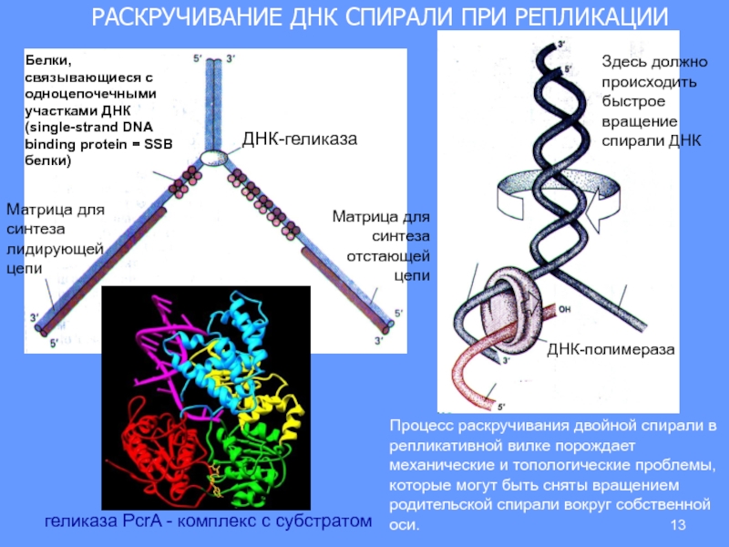 Геликаза