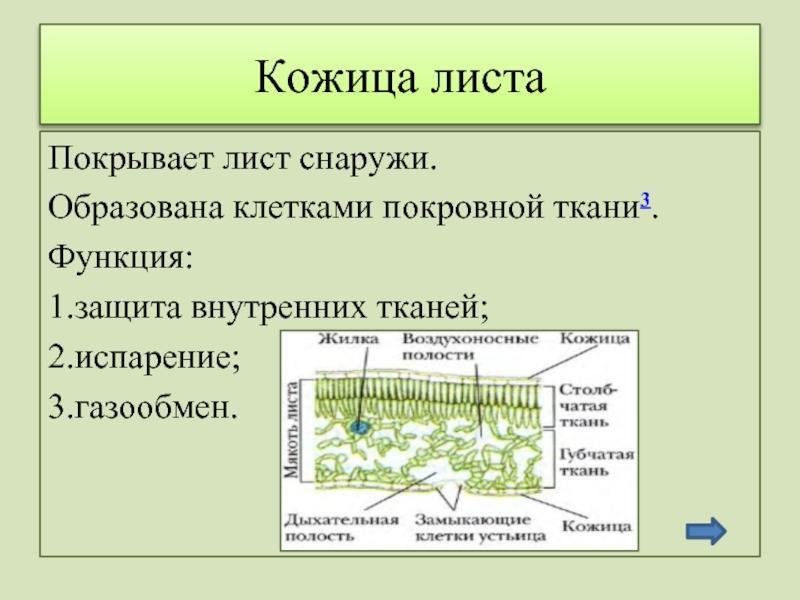 Функции листа 6 класс биология