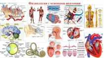 Лекция 4. Общая цнс, рефлекторная дуга