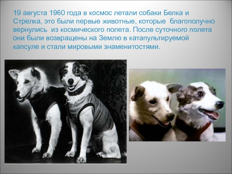 19 августа 1960. 19 Августа 1960 белка и стрелка. Животные которые летали в космос. Собаки которые летали в космос. Первая собака полетевшая в космос.