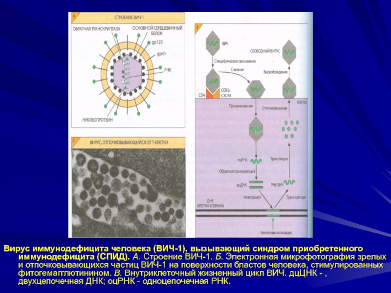 Схема строения вируса иммунодефицита человека и схему патогенеза заболевания
