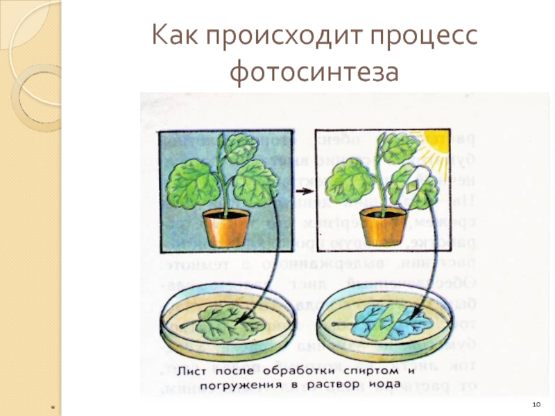 Презентация на тему фотосинтез 6 класс по биологии