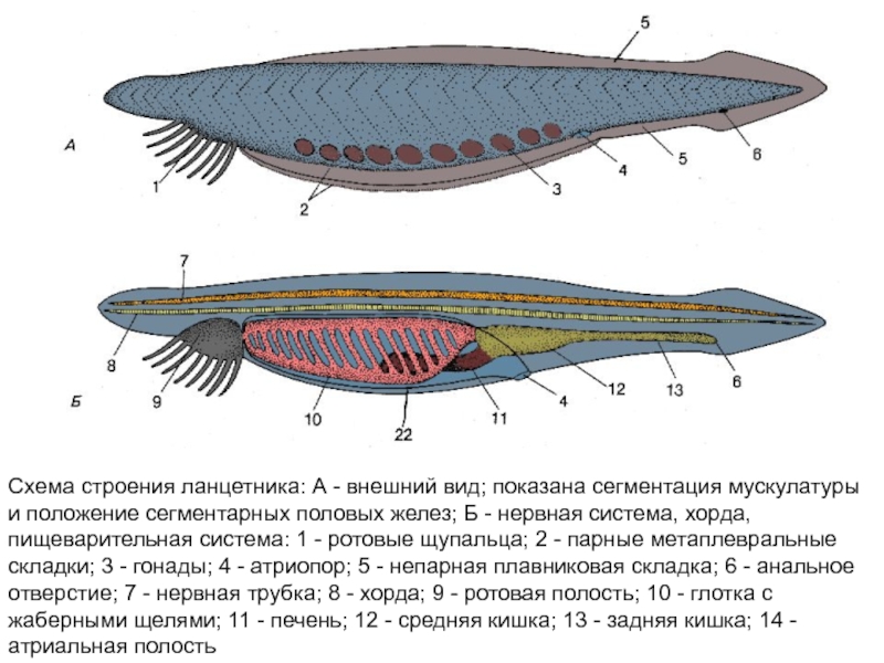 Правильный план строения ланцетника