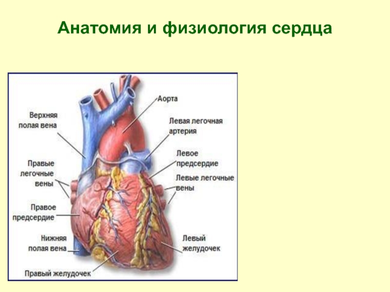 Анатомия и физиология сердца