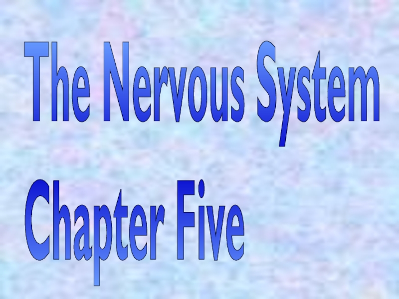 Презентация The Nervous System