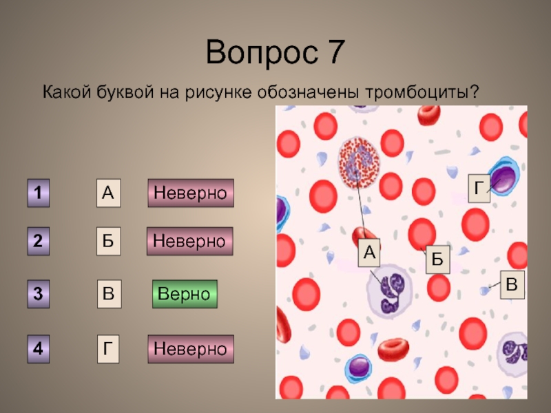 Рисунок тромбоцитов. Какой цифрой на рисунке обозначены тромбоциты?. Тромбоциты рисунок. Тромбоциты обозначение рисунок. Тромбоциты на рисунке какие клетки.