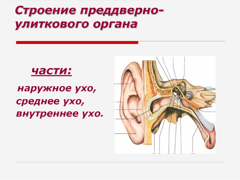 Части органа. Схема строения преддверно-улиткового органа. Преддверно улитковый орган анатомия. Строение преддверно-улиткового органа анатомия. Преддверно улитковый орган орган слуха и равновесия.