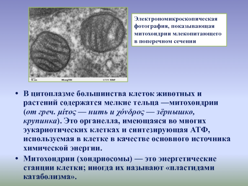 Многочисленные мелкие тельца. Хондриосомы в клетках. Хондриосомы митохондрии в клетках кишечника аскариды. Митохондрии (хондриосомы) в эпителиальных клетках кишечника аскариды. В митохондриях растений содержатся.