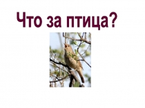 Что за птица?