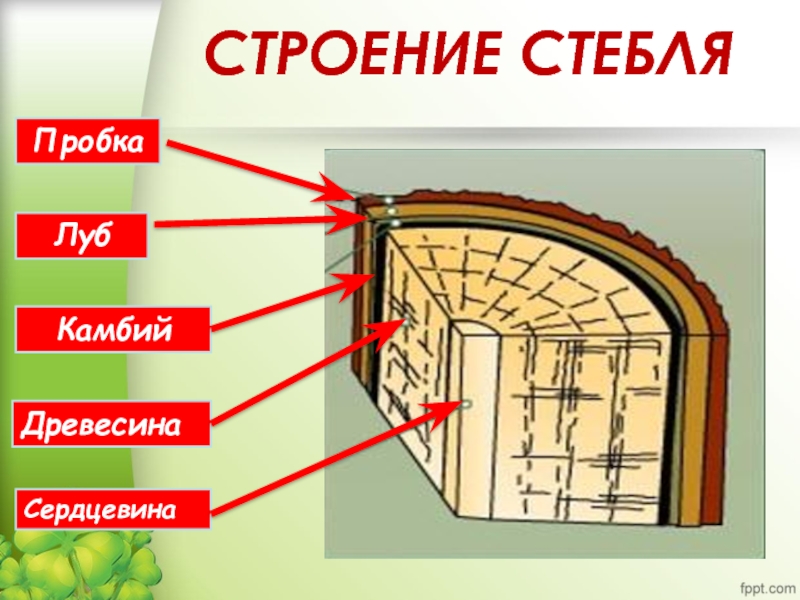 Стебель камбий древесина сердцевина