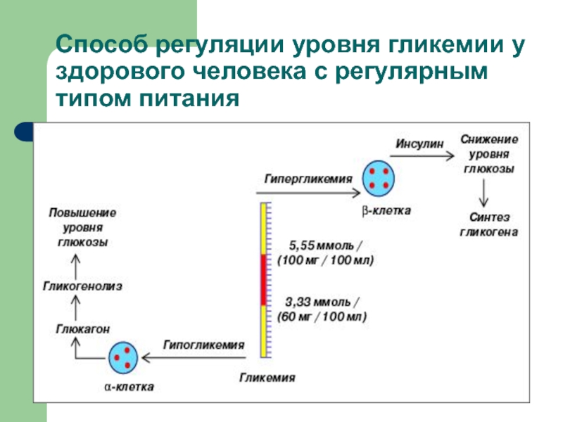 Факторы регуляции. Регуляция гликемии. Механизм регуляции гликемии. Гормоны антагонисты инсулина. Инсулин и контринсулярные гормоны в регуляции уровня Глюкозы.