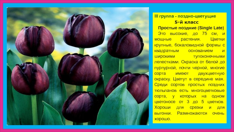 Поздно цветущий. Простые поздние тюльпаны. Тюльпаны поздние простые сорта. Тюльпаны бокаловидные. Тюльпаны простые поздние Tulips Single late.