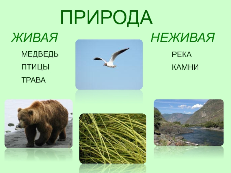 Живая неживая природа россии. Природа для презентации. Живая природа презентация. Живая и неживая природа. Природа 3 класс окружающий мир презентация.
