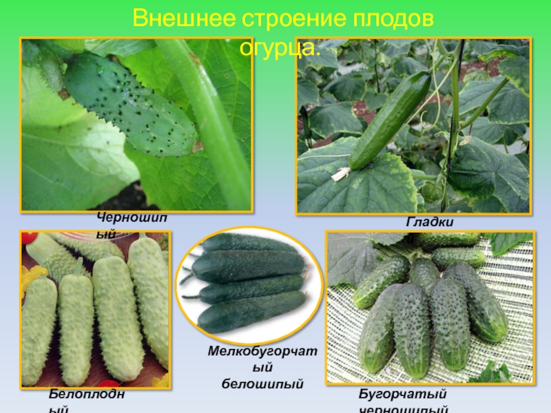 Плоды огурцов. Строение огурца. Строение плода огурца. Строение плодов огурца. Особенности строения огурцов.