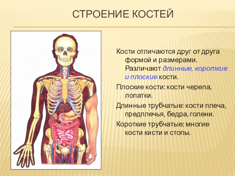 Скелет человека презентация