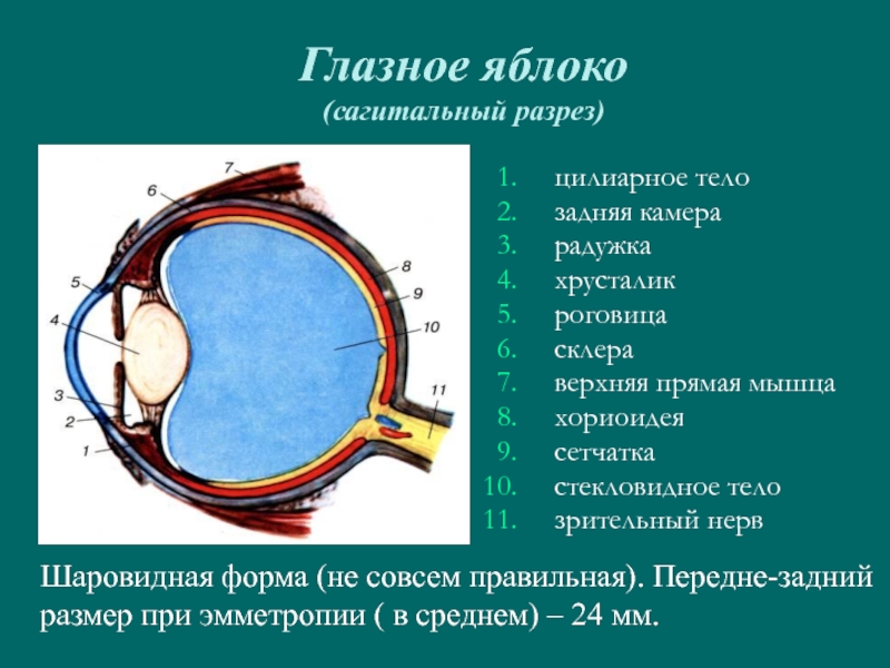 Строение глаза глазное яблоко. Схема сагиттального разреза глазного яблока. Разрез глазного яблока анатомия. Горизонтальный срез глазного яблока. Сагиттальный разрез глаза анатомия.
