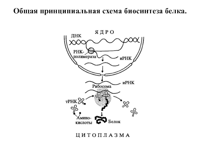 Биосинтез белков схема