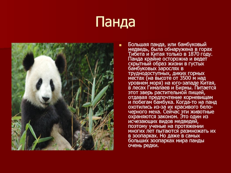 ПандаБольшая панда, или бамбуковый медведь, была обнаружена в горах Тибета и Китая только в 1870 году. Панда