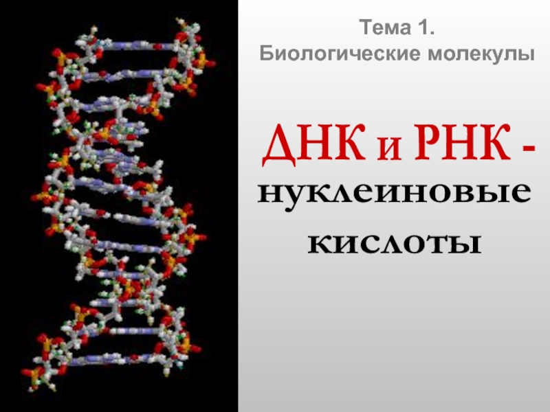ДНК и РНК – нуклеиновые кислоты