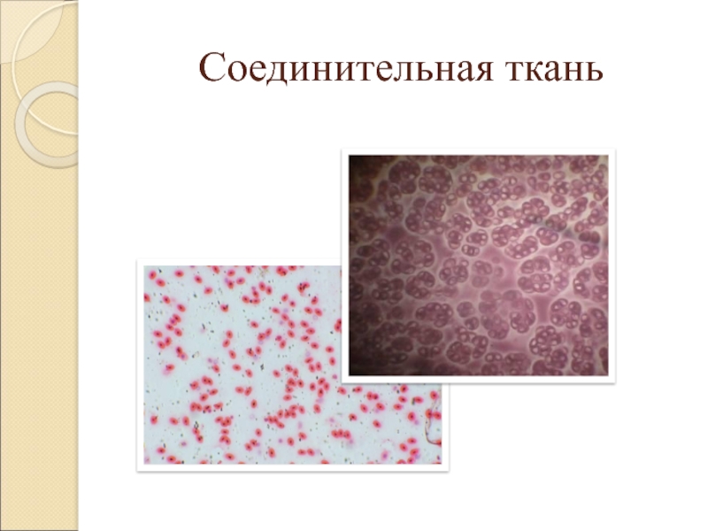 Ткани органы системы органов животных. Соединительная ткань. Кровь соединительная ткань. Профессор Алексеев соединительная ткань.