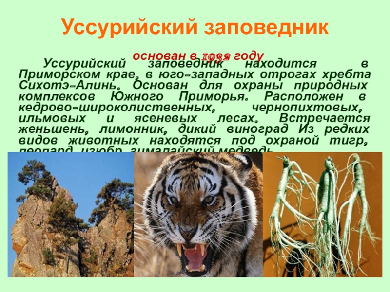 Уссурийский заповедник где находится. Уссурийский заповедник. Заповедник Уссурийский заповедник. Сообщение о Уссурийском заповеднике. Доклад о Уссурийском заповеднике.