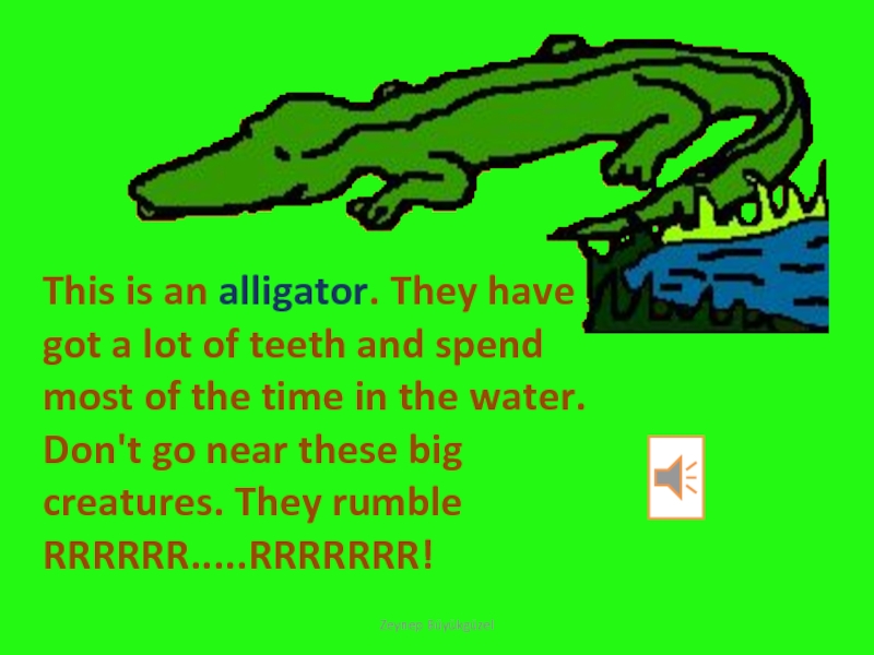 This is an alligator. They have got a lot of teeth and spend most of the time