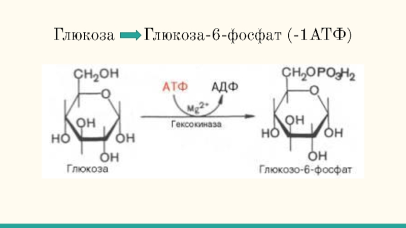 Атф глюкоза адф. Глюкоза АТФ глюкозо-6-фосфат АДФ. Глюкоза 1 фосфат в глюкозу 6 фосфат. Глюкоза + АТФ = Глюкоза-6-фосфат. Глюкоза + АТФ.