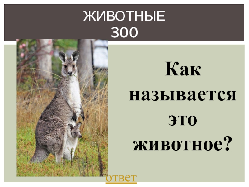 Ответ зверь. Подсказки про животных. Звериные…. Ответ. Как называется лицо животного ответ.