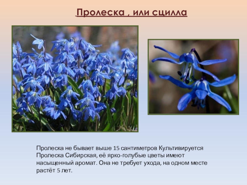 Цветы сцилла фото и описание